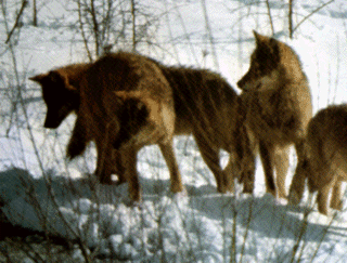 Lupo Abruzzese